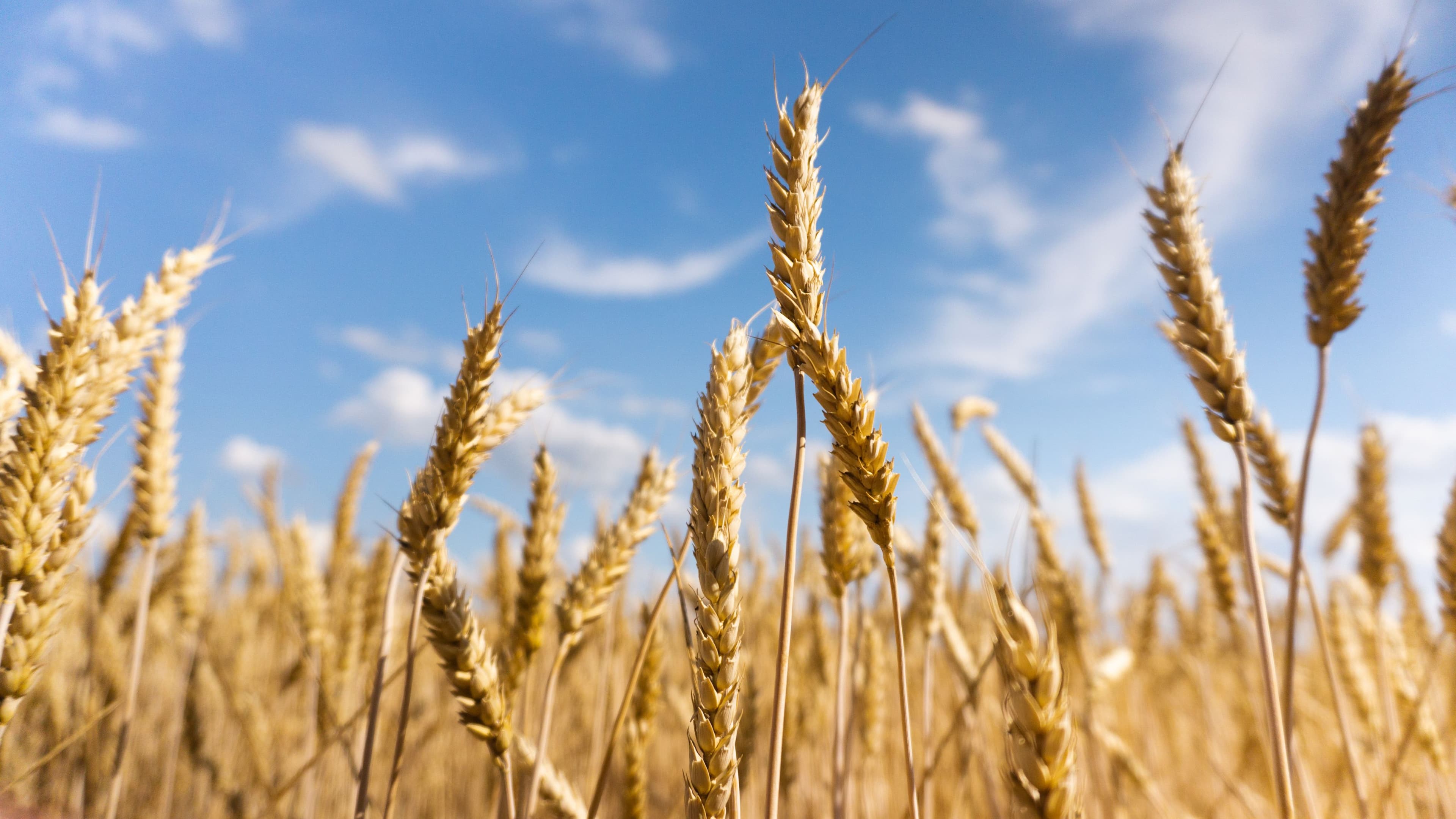 Grano